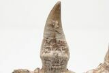 Mosasaur Jaw with Four Large Teeth - Oulad Abdoun Basin, Morocco #197373-4
